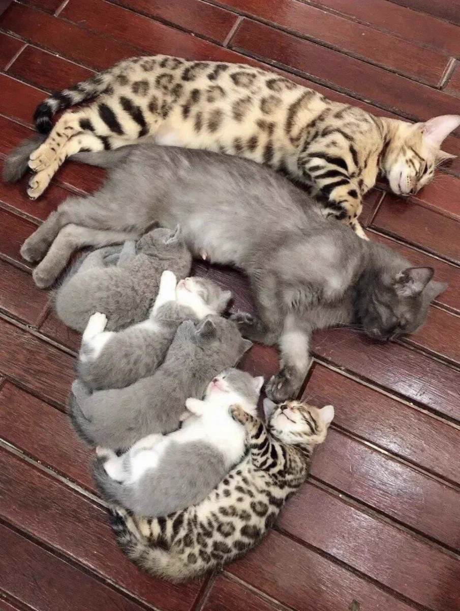 猫の遺伝の仕組みを知ると結構面白い！必ずどちらかの模様が入る