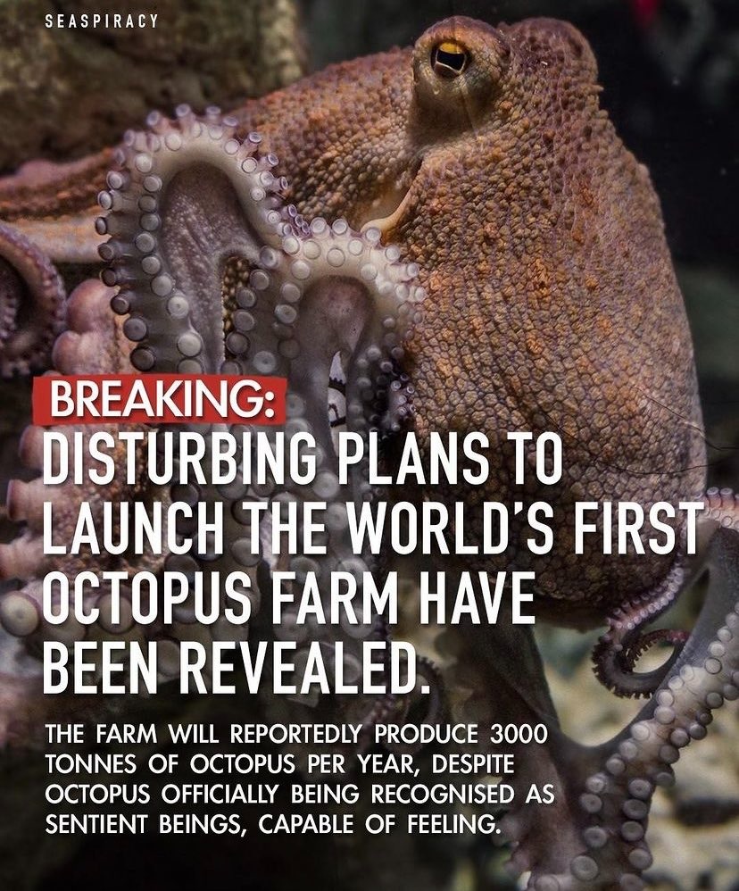 Mad Octopus Diving Club tweet media
