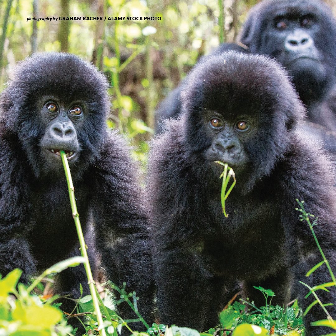 AWF_Official's tweet photo. Travulous, a specialist destination management company from Rwanda – known for its ethos of promoting tourism as an economic engine for the benefit of wildlife conservation – has announced a new and exclusive travel partnership with AWF. Learn more: https://t.co/b3ZBx0I6zR https://t.co/PQrEc3Da8j