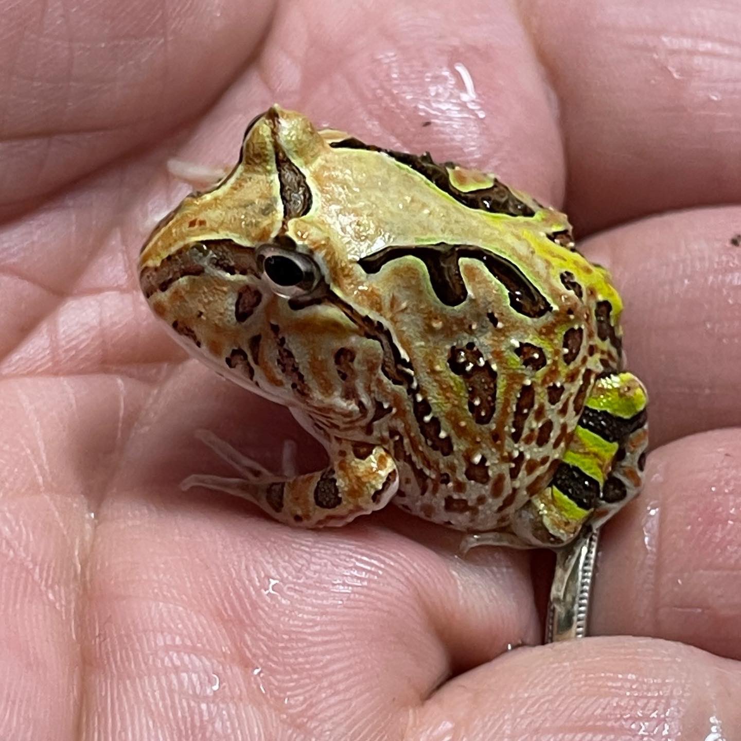 セルバス 中野 ミュータントツノガエル 血統 入荷しております プラケースでも飼育可能です コオロギを食べております コオロギ 餌用コオロギ 定期入荷しております サイズ Ss S M L ございます 乾燥コオロギ ミルワーム なども セルバス 中野 ミュータントツノガエル 血統 入荷しております プラケースでも飼育可能です コオロギを食べております コオロギ 餌用コオロギ 定期入荷しております サイズ Ss S M L ございます 乾燥コオロギ ミルワーム なども