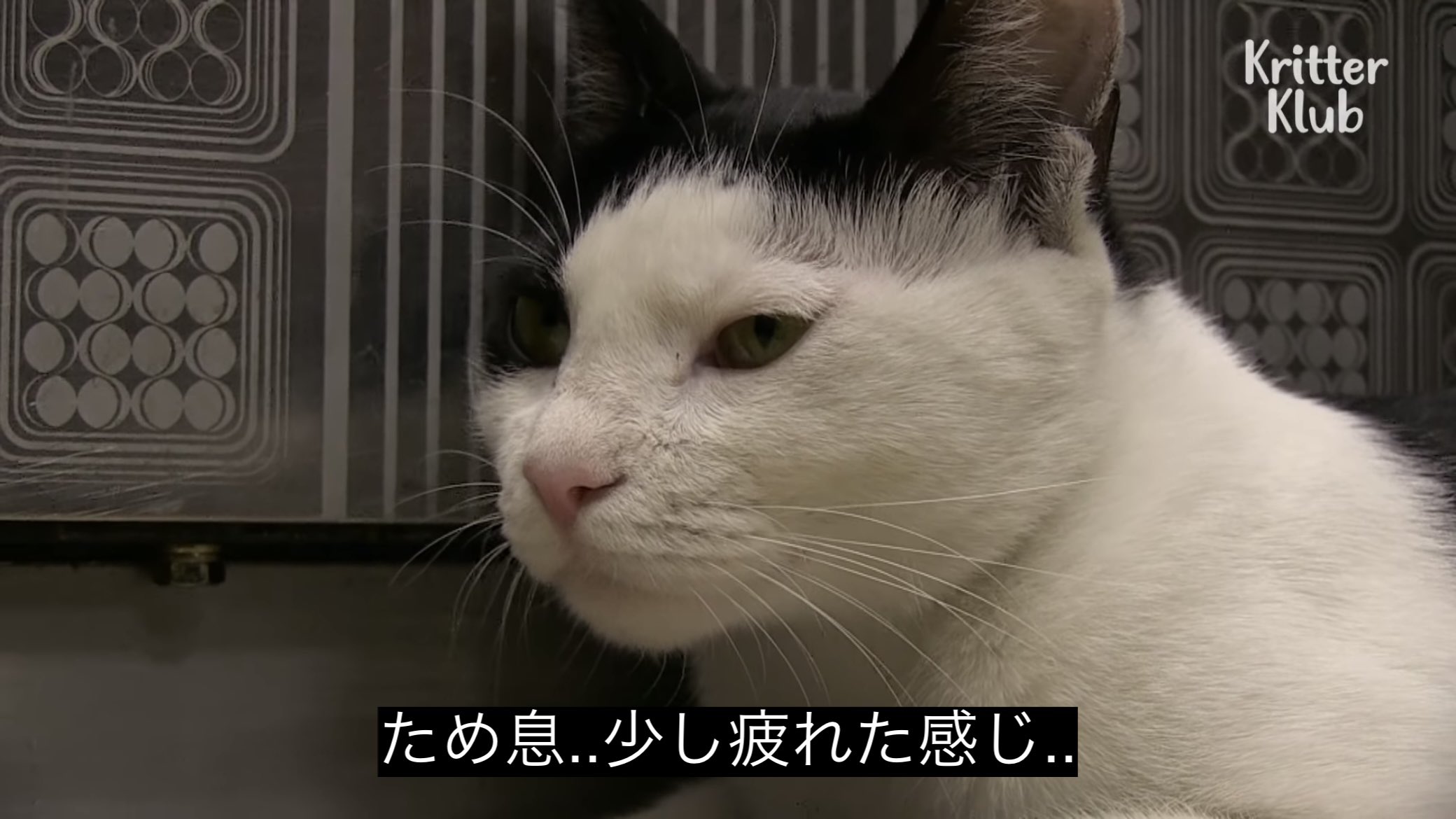どうぶつ動画字幕bot on X: どうぶつ動画字幕bot on X: