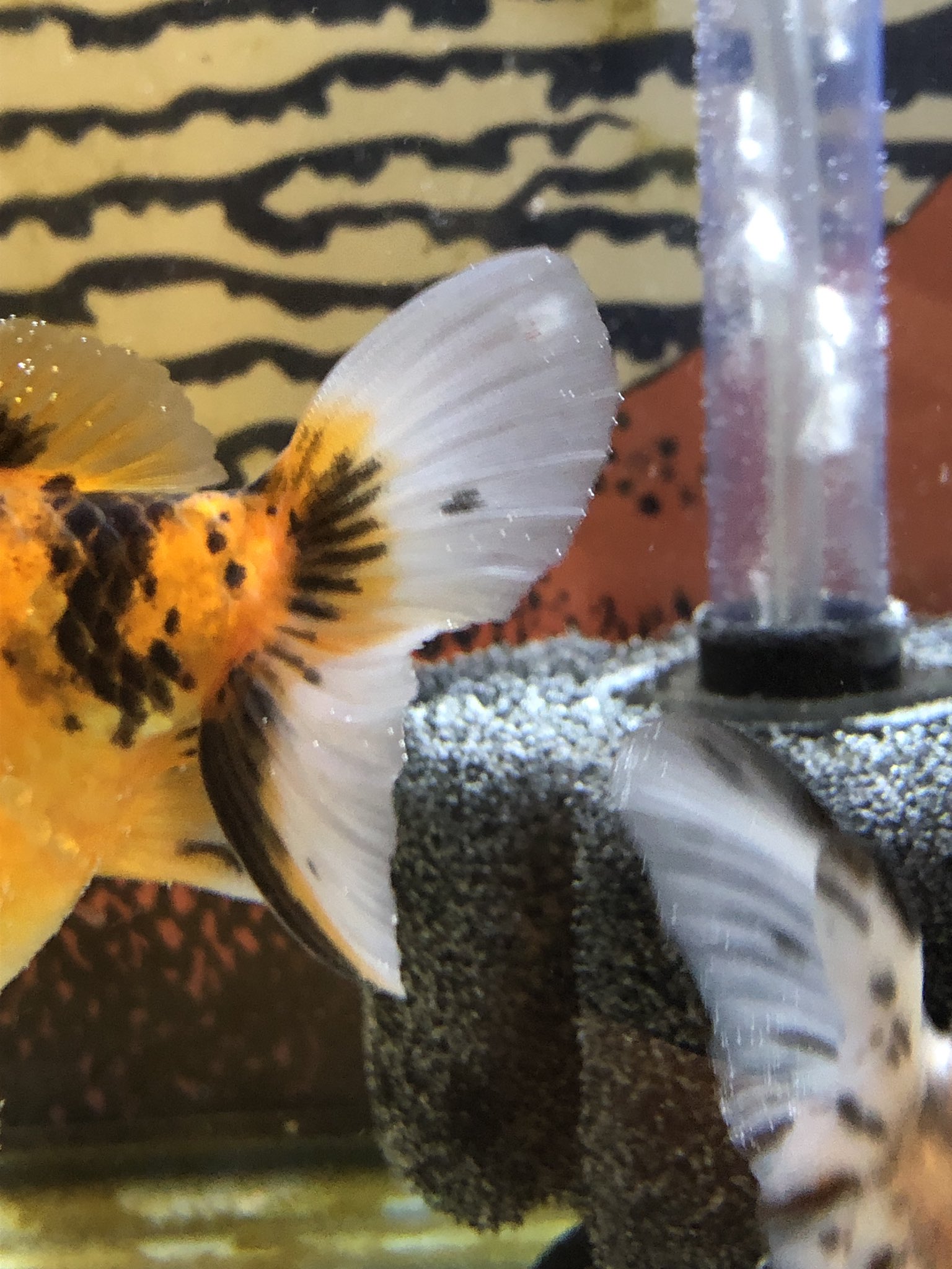 ほりいとと 金魚 Horiitoto Twitter