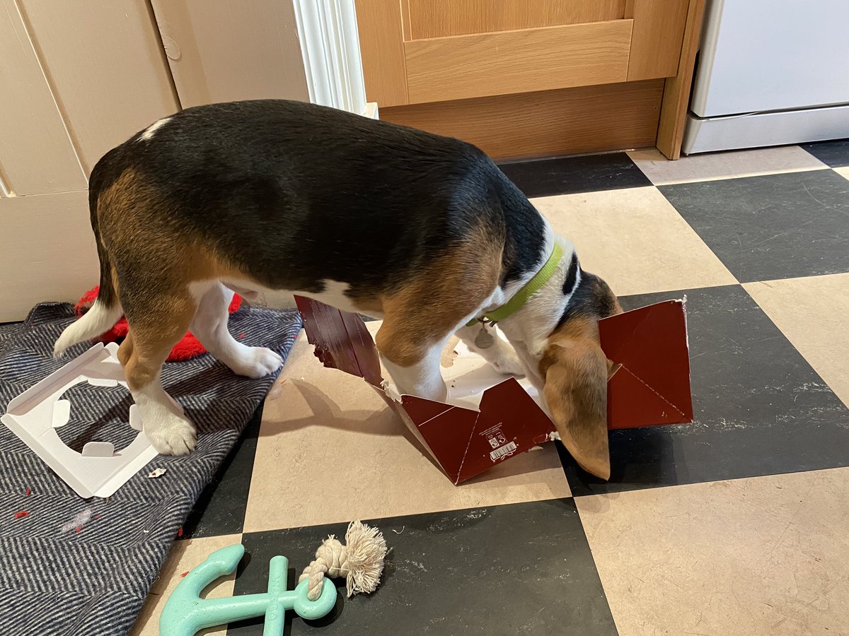 BeaglePutney's tweet photo. #christmaspudding is forbidden for #beagles but the box gives an hour of pleasure! @Fortnums #figgypudding #beagleoftwitter #babybeagle https://t.co/50RbevKsGf