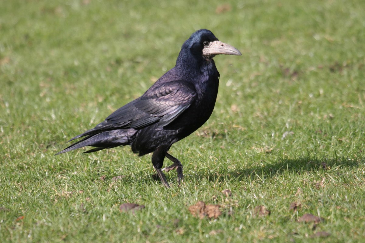 We'll be running an ambitious all-Wales breeding Rook survey during the springs of 2022 and 2023. 

Rooks are in decline and appear to be in more trouble in Wales than in the rest of the UK. Can you help us? We need volunteers across the country.

Info: birdsin.wales/all-wales-rook…