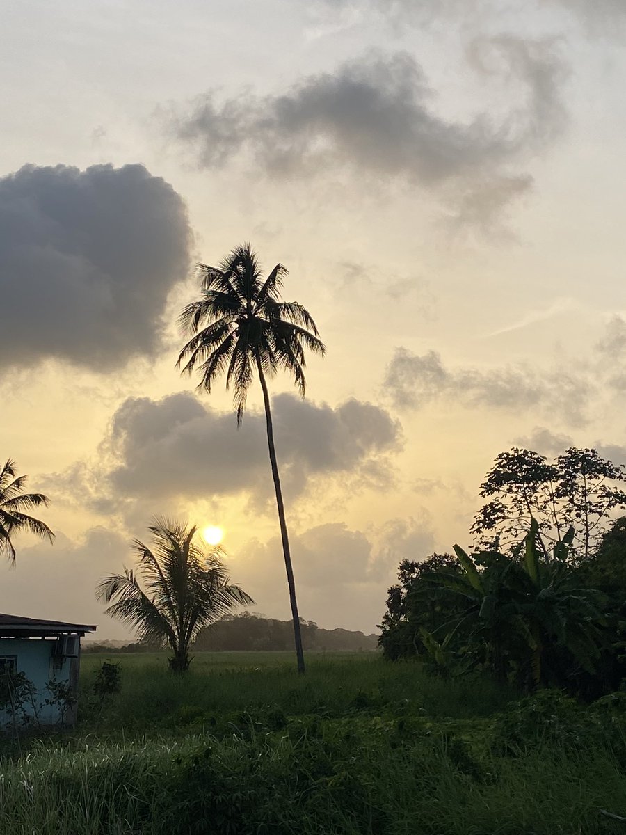 MissRochella's tweet photo. 📍Nickerie, Suriname 
💚🤍💛❤️🤍💚 https://t.co/4g6yEPimOy