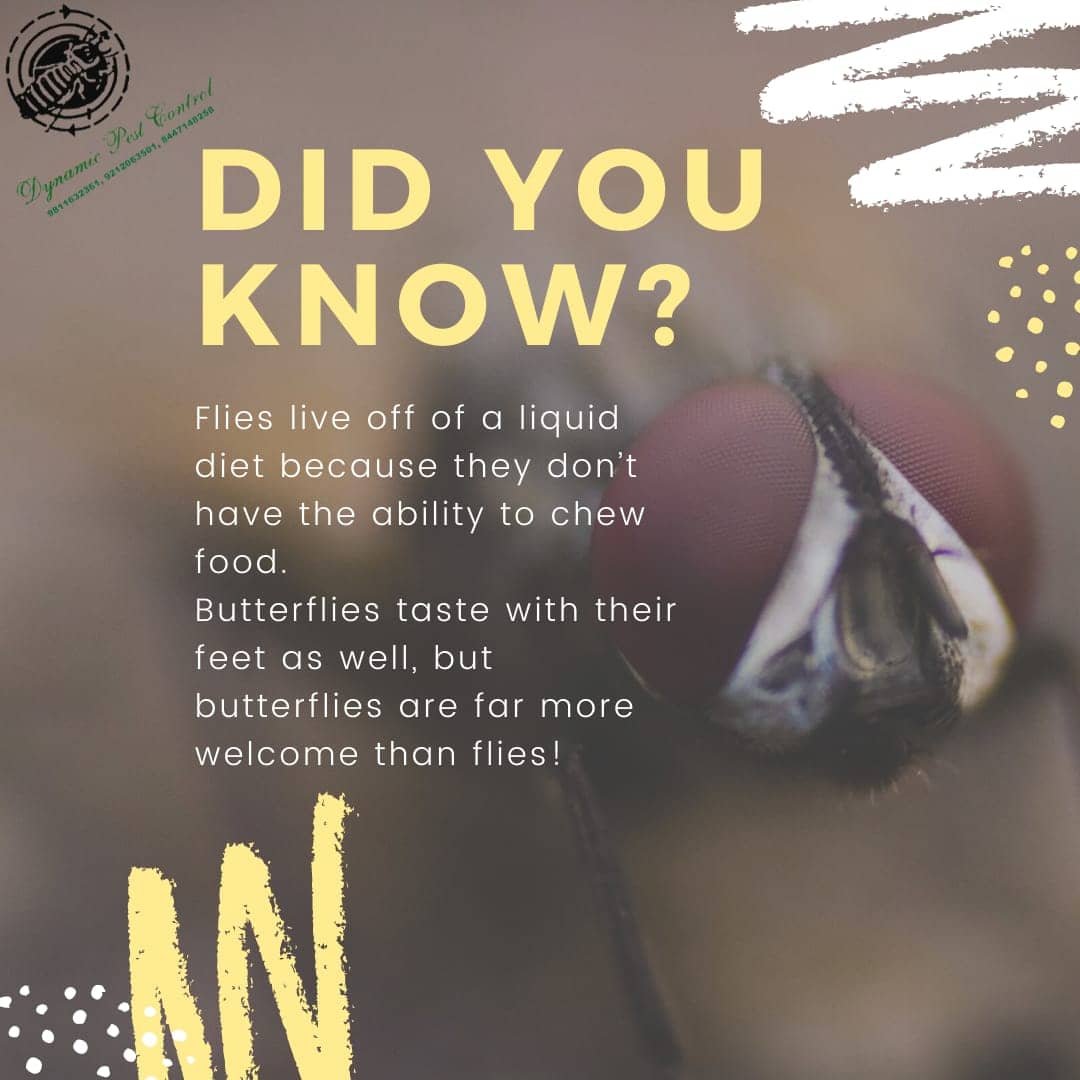 ControlDynamic's tweet photo. Fact of the day! Did you know this before? 
Flies are more than just a nuisance because they spread diseases. Make sure you have regular pest control services done for a protected home. If you haven't then call us to book our services!
.
#didyouknowfacts #didyou #factsdaily https://t.co/BjQtnwKLsz