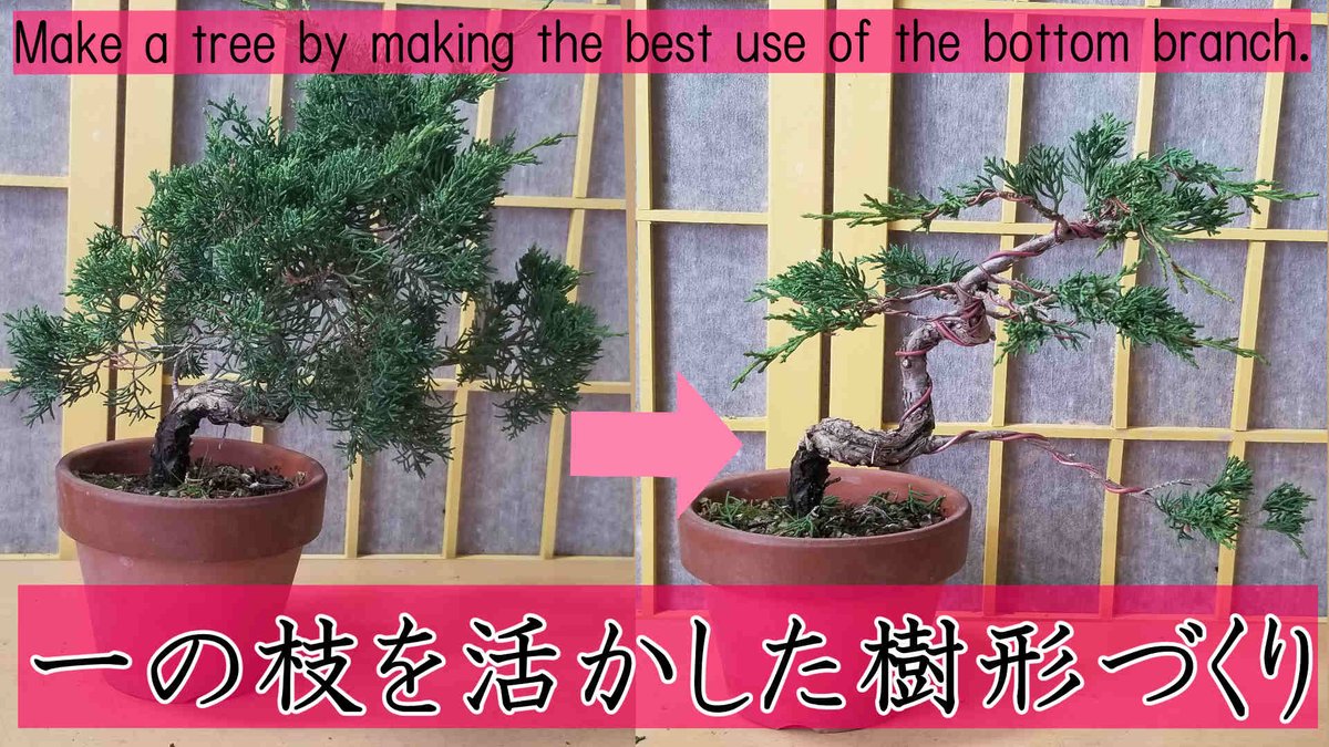 bsanbonsai's tweet photo. 『真柏　一の枝(いちのえだ)を活かした樹形づくり 』
シンパクの素材から剪定、針金かけをしました。約15分の長めの動画です。
https://t.co/xSfUpdfwDi https://t.co/OvzB99bVCN