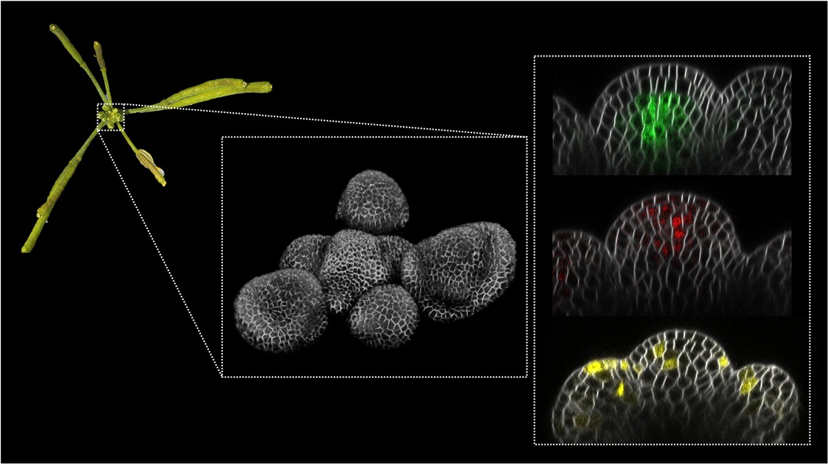 Determinan los mecanismos que producen la ‘menopausia’ en plantas. Investigadoras del <a href="/IBMCP/">IBMCP - Instituto de Biología Molecular y Celular</a> publican la descripción más precisa sobre los cambios que determinan la parada de la producción de flores y frutos en plantas con un único episodio reproductivo 
👉bit.ly/3JmiaHc