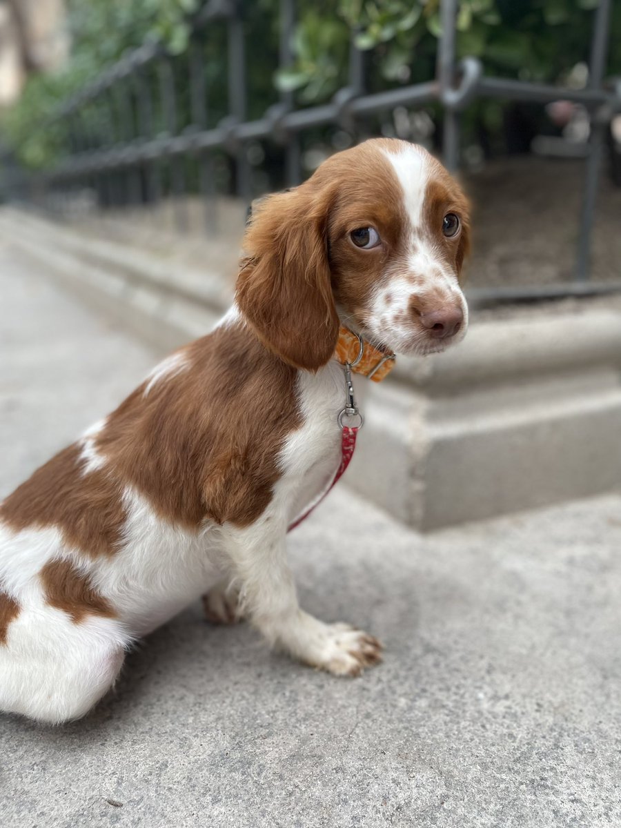 Asoc. Huella De Jaén tweet media