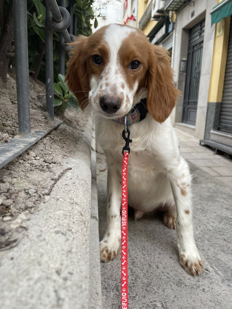 Asoc. Huella De Jaén tweet media