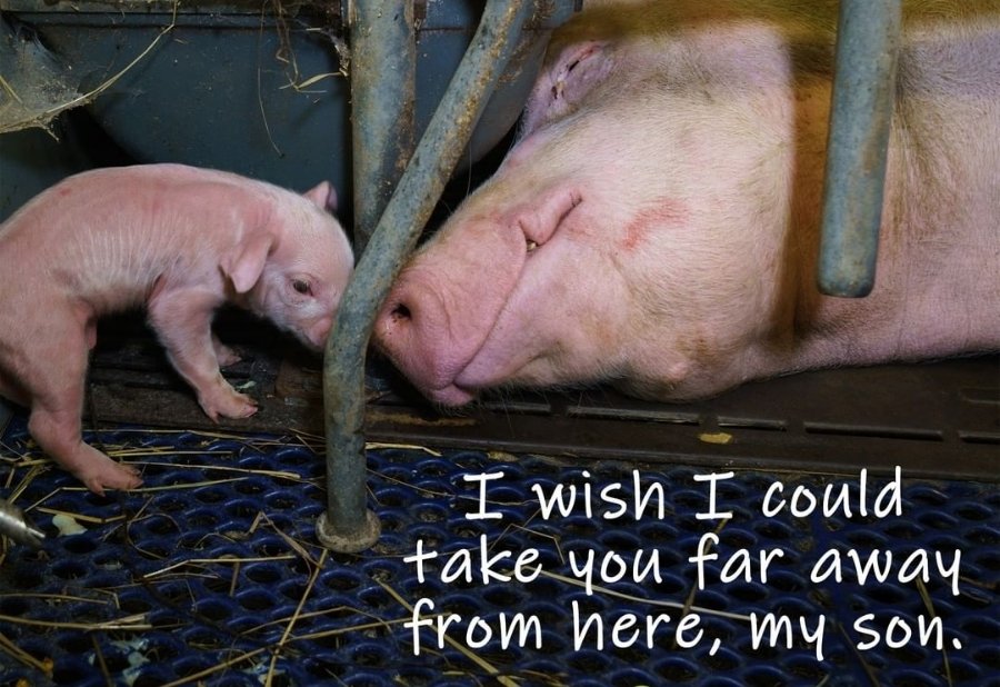 It's hard to believe that humanity supports this reality. Shameful. Outrageous. Inexcusable. Please don't pay for this cruelty. If we want to stop all the abuse, torture and suffering we inflict and force on animals; we must follow our heart and be kind. #Vegan for them 🐽♡