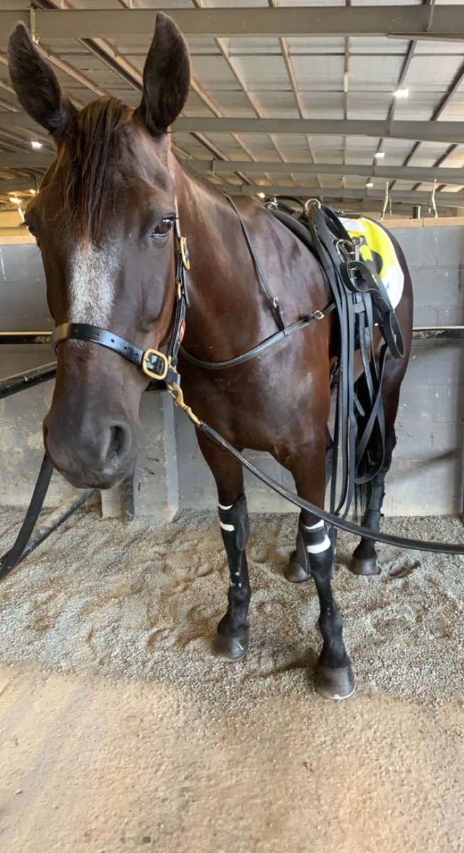 RachelTorns21's tweet photo. And ETL makes a successful racetrack return after 18 months off racing. What a beautiful old man he is. Injuries suck bums but to his credit he just pulled up so well tonight… @torns22 #bartyboy #enforcethelaw https://t.co/kXOannH0aA