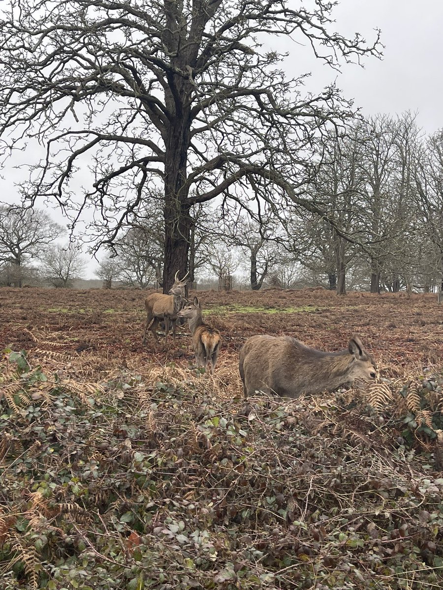JoReaderWriter1's tweet photo. Running with the deer @ShazStead https://t.co/J7jmvAO9UP