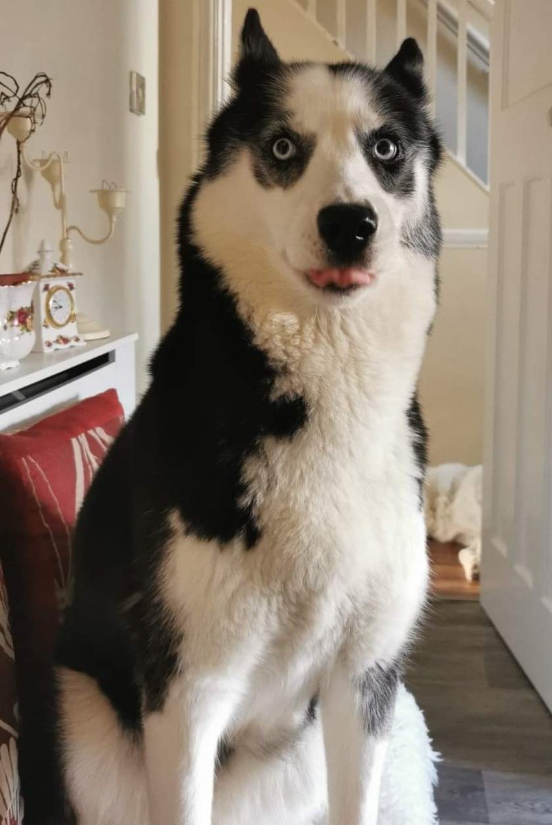 HuskyStories's tweet photo. When Huskies Give You The "we are watching you"  stare 
#siberian #huskies #husky #dogsoftwitter #stare #floofs #adventuresbook 
@amandalwelch @AuthorJaneM 
@WeAreProvoco 
https://t.co/TIZxLxKKiu  UK
https://t.co/FOiRuwTCQf  US https://t.co/r7XS5lXJsN