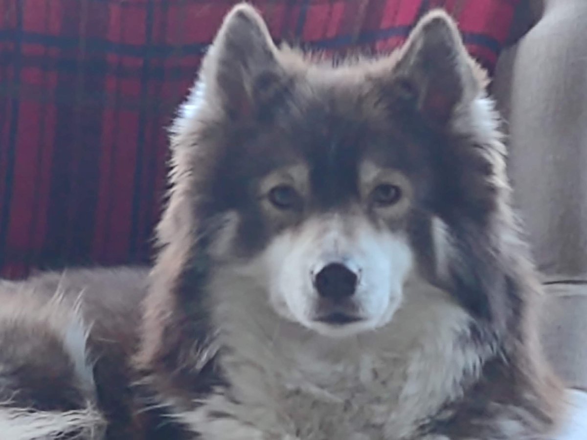 HuskyStories's tweet photo. When Huskies Give You The "we are watching you"  stare 
#siberian #huskies #husky #dogsoftwitter #stare #floofs #adventuresbook 
@amandalwelch @AuthorJaneM 
@WeAreProvoco 
https://t.co/TIZxLxKKiu  UK
https://t.co/FOiRuwTCQf  US https://t.co/r7XS5lXJsN