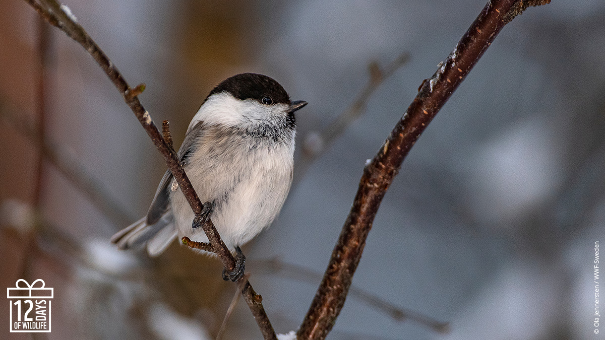 On the 4th Day of Christmas my true love gave to me 🎶 four calling birds. 

Willow tits are one of our many native songbirds – and arguably one of the cutest! 

Their distinctive call 'zee, zee, zee' is often the most reliable way to identify them. #12DaysOfWildlife