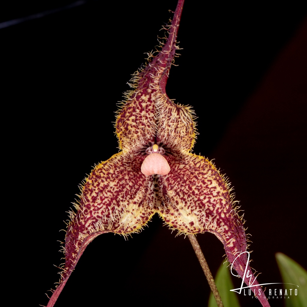 orquideasecobr's tweet image. Dracula chimaera (Rchb. f.) Luer 1978 SUBGENUS Dracula SECTION Dracula SUBSECTION Dracula SERIES Dracula