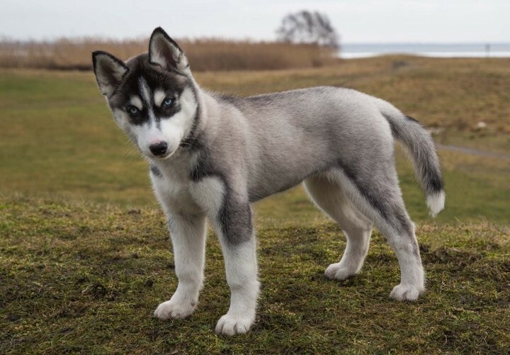 corey_patrick1's tweet photo. Dreaming of Milk-Bones and chew toys.⁠
⁠
#dogs #dogsofinstagram #doglover #siberianhusky #cutedogs #instadog #DogNeedsBest https://t.co/3Ez08LwIZc
