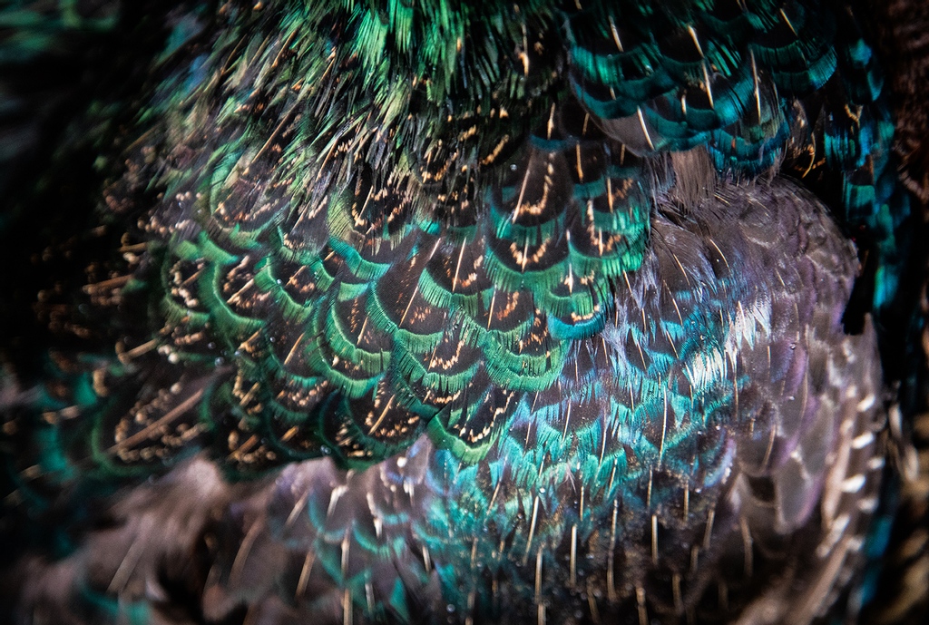 How beautiful are these pheasant feathers? 

.

#eatmorepheasant #pheasant #pheasantfeathers