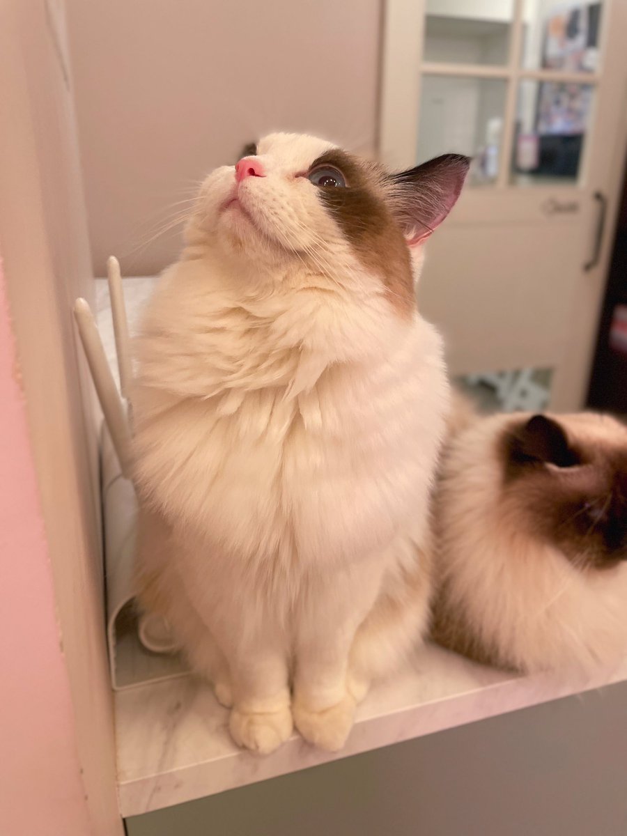 猫カフェmeow ミャオ 大名天神福岡 Catcafe Meow Twitter