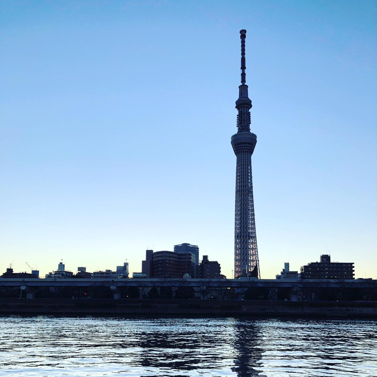 cosokoso's tweet photo. 12月下旬の大寒波の朝
・
とても立派な霜柱を見つける
・
これはもはや生えてるレベル
3cmくらいニョキニョキしてる
・
凍えながらも楽しい発見
・
#隅田川 #東京スカイツリー #霜柱 #朝焼け #river #tokyoskytree #frost #iceneedles #morningglow https://t.co/4Hb5LcKpOi