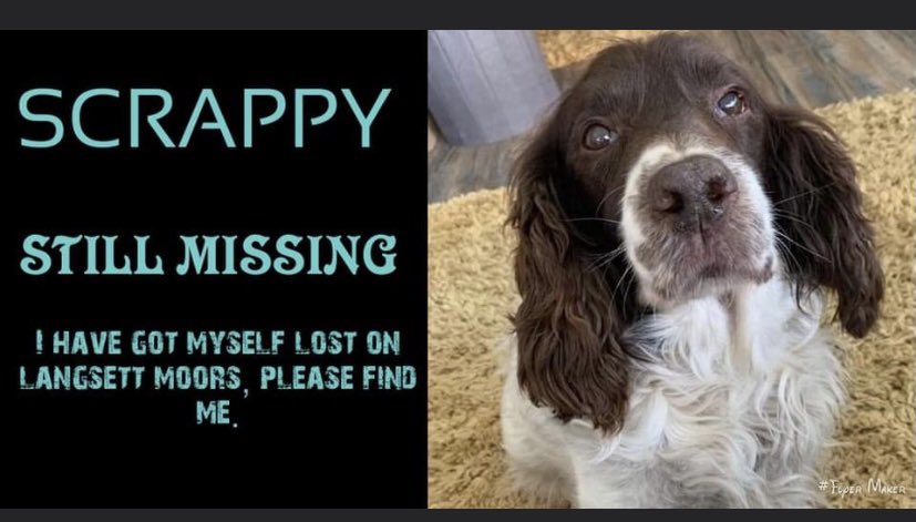 spaniel alert (@rosiedoc2) on Twitter photo IF THERE IS ONE TWEET YOU DO TODAY PLEASE LET IT BE β¬οΈ
facebook.com/groups/1104133β¦
SCRAPPY is still missing 18/12/21
MISSING ON THE TOP OF THE MOORS #S36 #Langsett
Male/ELDERLY #ESS brown&tan (looks liver&white)
βΌοΈβΌοΈFAMILY ARE DESPERATE FOR NEWSβΌοΈβΌοΈ14yrs old
doglost.co.uk/dog-blog.php?dβ¦ IF THERE IS ONE TWEET YOU DO TODAY PLEASE LET IT BE β¬οΈ
facebook.com/groups/1104133β¦
SCRAPPY is still missing 18/12/21
MISSING ON THE TOP OF THE MOORS #S36 #Langsett
Male/ELDERLY #ESS brown&tan (looks liver&white)
βΌοΈβΌοΈFAMILY ARE DESPERATE FOR NEWSβΌοΈβΌοΈ14yrs old
doglost.co.uk/dog-blog.php?dβ¦