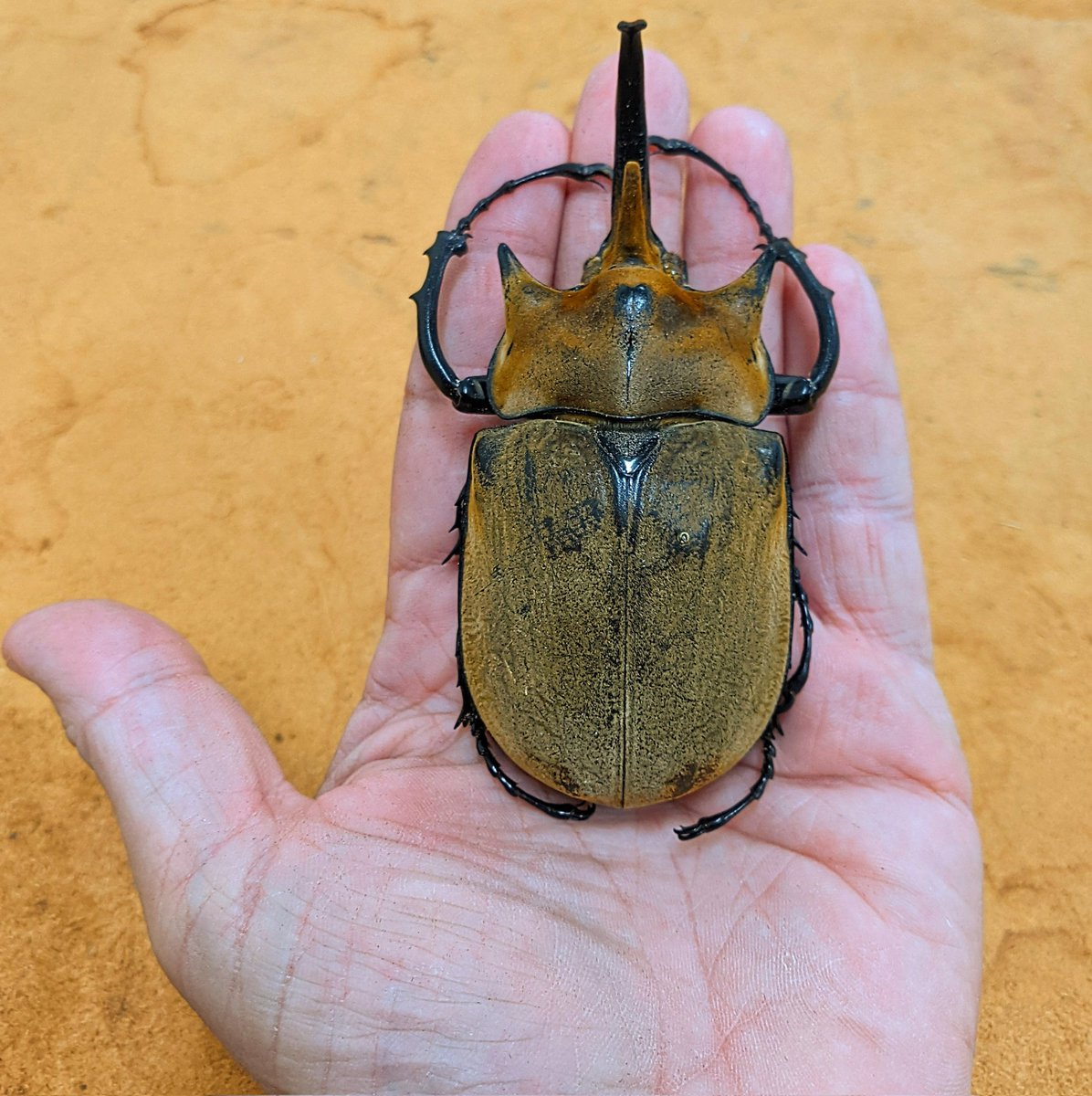 dr_firefly's tweet photo. Megasoma elaphas (#Coleoptera: #Cerambycidae), or elephant beetle. These guys can be found in southern Mexico and Central America. They are giants of the #beetle World.
#FSCA #AmazingBeetles #WappesCollection https://t.co/CerYb2PdWM