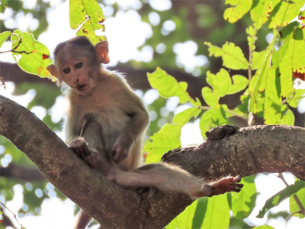 arvindusretay's tweet photo. Mommy Monkey - "What are you upto ?" Baby Monkey- "Just 'Monkeying around" π€£π #TwitterNatureCommunity #NaturePhotography #IndiAves #wildlife #ThePhotoHour #BBCWildlifePOTD #PhotoOfTheDay #MonkeyTwitter #wildlifephotography https://t.co/jIlGKjX3dY