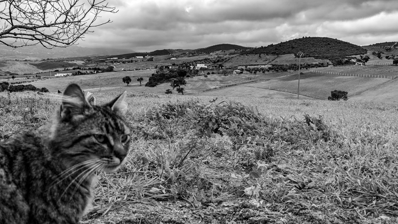 chikhi001's tweet photo. Thoughtful Monochrome Cat https://t.co/3iZRcNXPIL