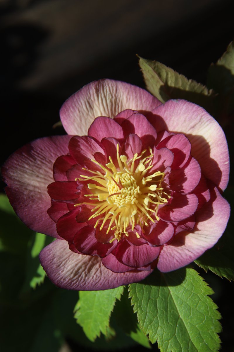 gontanokoneroku's tweet photo. Hellebore ☺️ https://t.co/VUlwIiTn2j