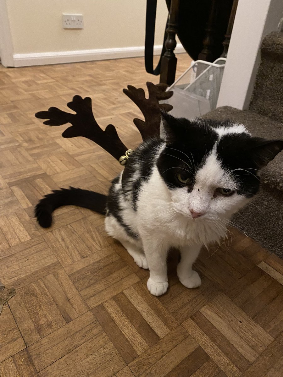 Biffathecat's tweet photo. I hope you had a lovely Christmas. I’m still struggling with the indignity of how my humans treat me. I don’t notice these things for a while, but that’s not the point!

#CatsOfTwitter 
#beLikeBiffa https://t.co/sjmxgRQspJ