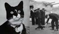 InquietaLechuza's tweet photo. ¿Existe la buena o mala suerte? 
⚓️Sam, el gato "insumergible" y el navío USS Porter, el destructor “gafe”.

#naufragios #Bismarck #SegundaGuerraMundial #USSPorter #Iowa #Roosevelt #gatos #Churchill

📚5 minutos de lectura 👇
https://t.co/QuryLMS9JQ https://t.co/rFyaoaTuog