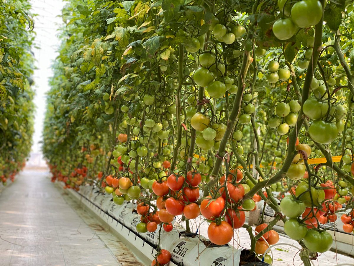 La investigación ha logrado incrementar  240% la productividad del #tomate en medio siglo
👩‍🔬🍅
laverdad.es/agro/tomate-pe…