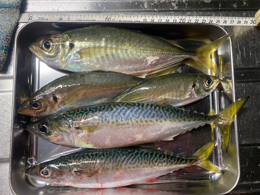 アジングのキャロライナリグおすすめ仕掛け 使い方や重さをマスターせよ 釣りとキャンプのマガジンblue S