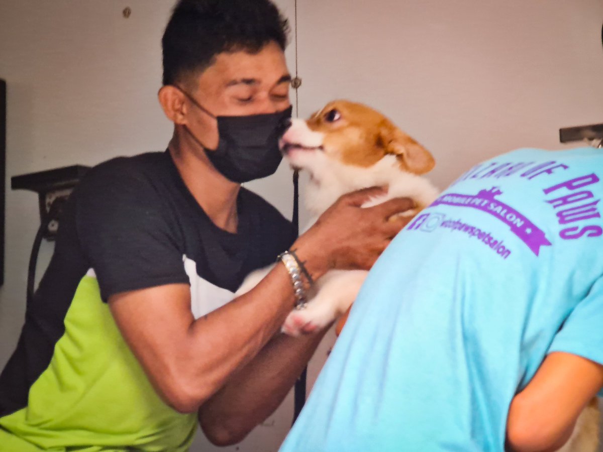 SouthPacCorgis's tweet photo. Thanks for giving us butt cuts, Kuyas Denden and James of Wizard of Paws Pet Salon! 🐶🐶

#SouthPacificCorgis
#PeachesAndCream https://t.co/991LNPZKO9