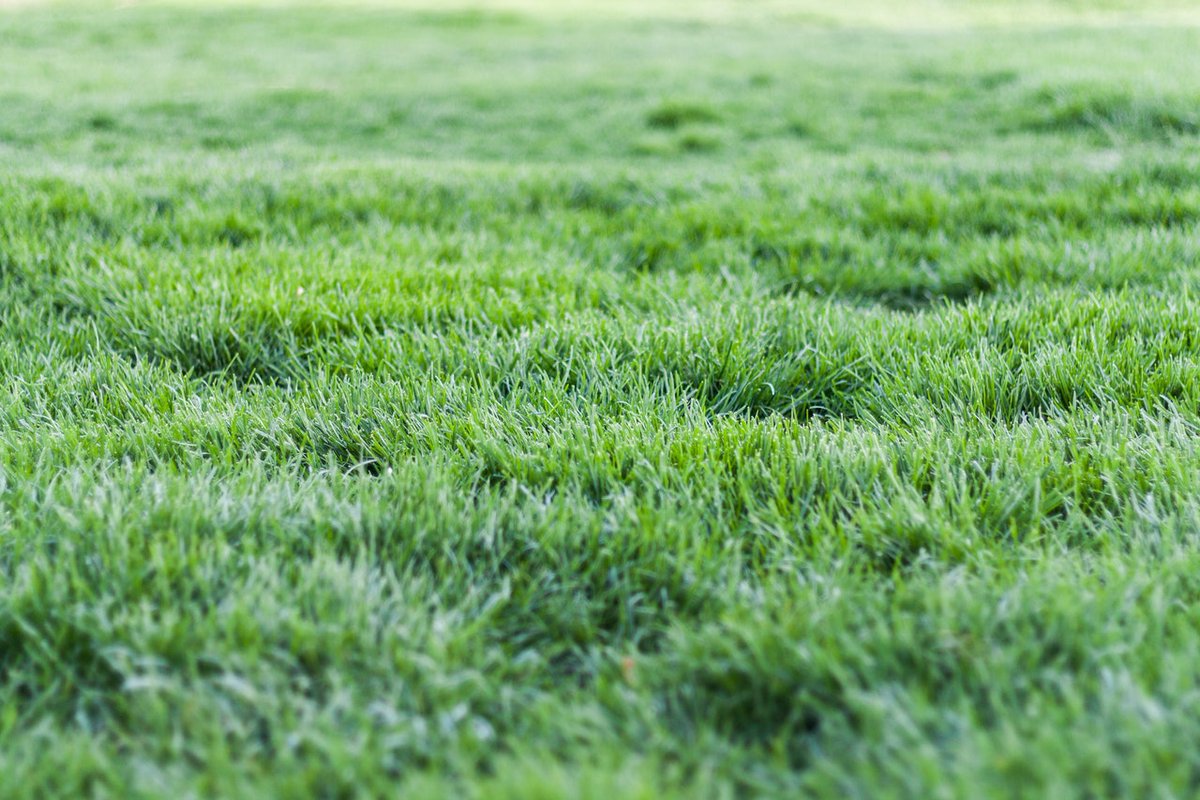 ProStaffPest's tweet image. Pro-Staff offers lawn care and pest control services, and often, the two go hand-in-hand. Here’s why it’s essential to consider pests when maintaining your lawn: ow.ly/HT4C50HhnjL
