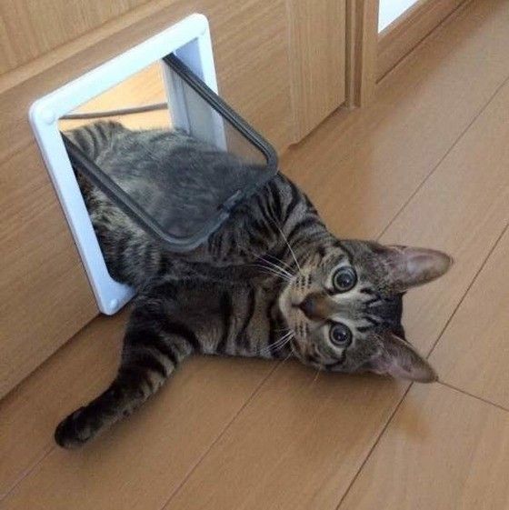 torarelaxtime's tweet photo. Oh, hello?

#CatsOfTwitter 
#CatsofTwittter 
#catlover https://t.co/Fs820TNG4t