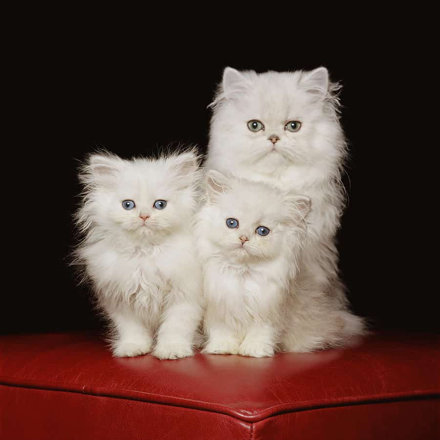 Котенок перс белый