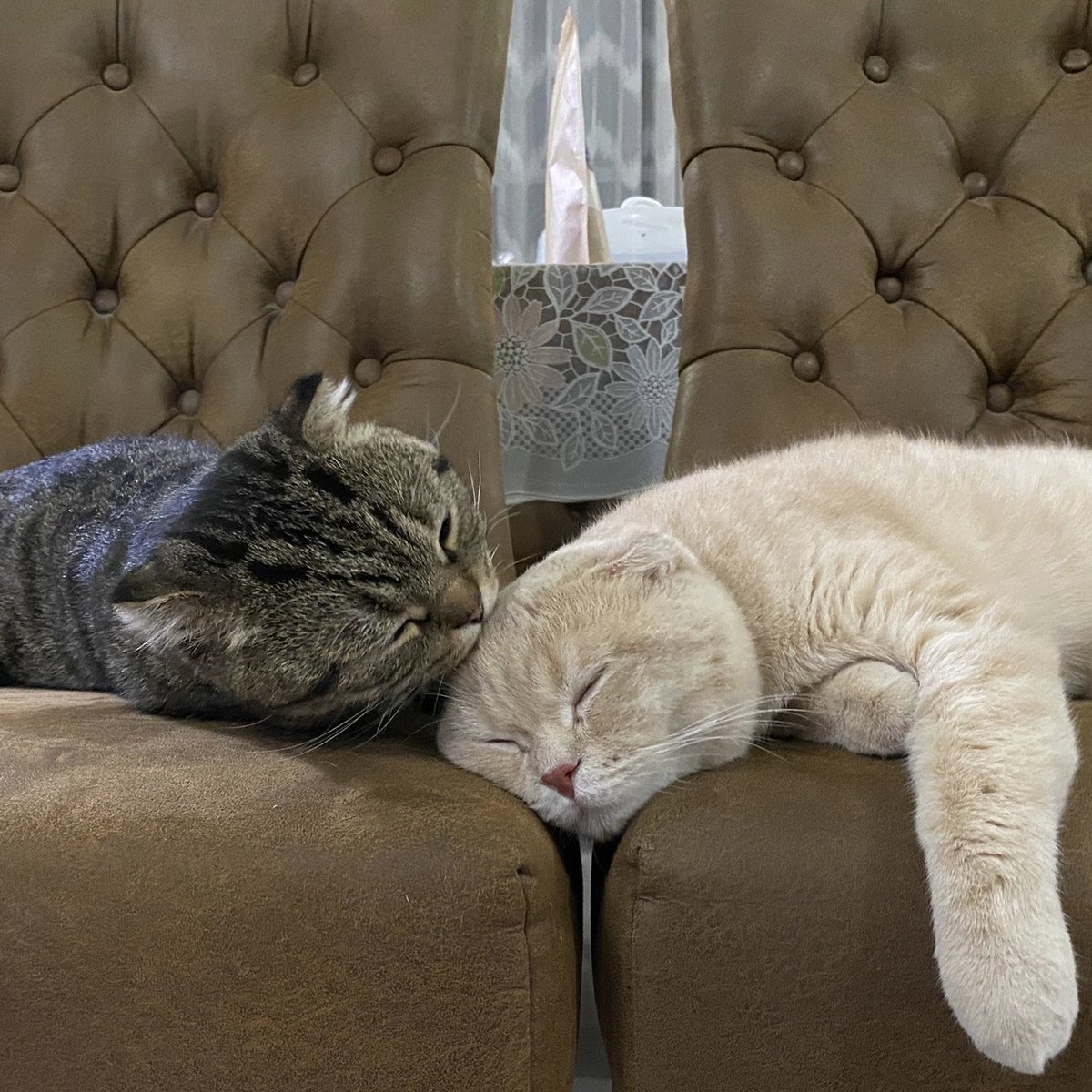พี่เจ๋งน้องเตี๋ยวไม่ตีกันสิลูกกก tweet media