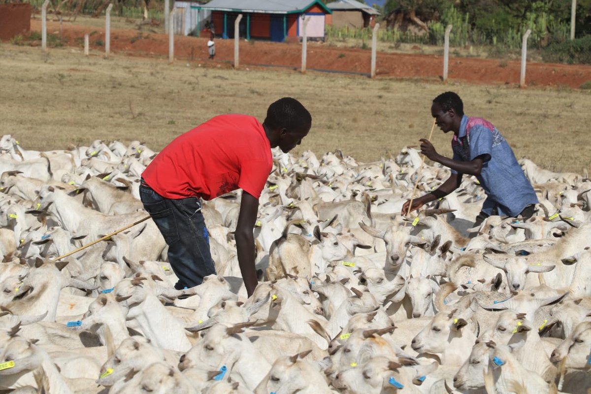 KcsapWest's tweet photo. @Johnlonyangapuo has launched the @kcsap_project 3rd phase Galla goats distribution at Nasukuta. 

During the launch, 1095 Galla goats were distributed to 33 common interest groups from Alale, Seker, Endugh, Sook and Lomut wards. https://t.co/qg9QDL2nrM