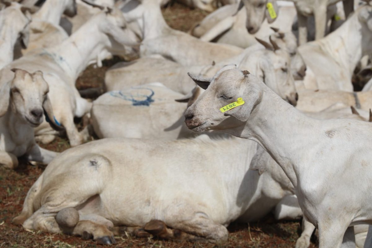 KcsapWest's tweet photo. @Johnlonyangapuo has launched the @kcsap_project 3rd phase Galla goats distribution at Nasukuta. 

During the launch, 1095 Galla goats were distributed to 33 common interest groups from Alale, Seker, Endugh, Sook and Lomut wards. https://t.co/qg9QDL2nrM