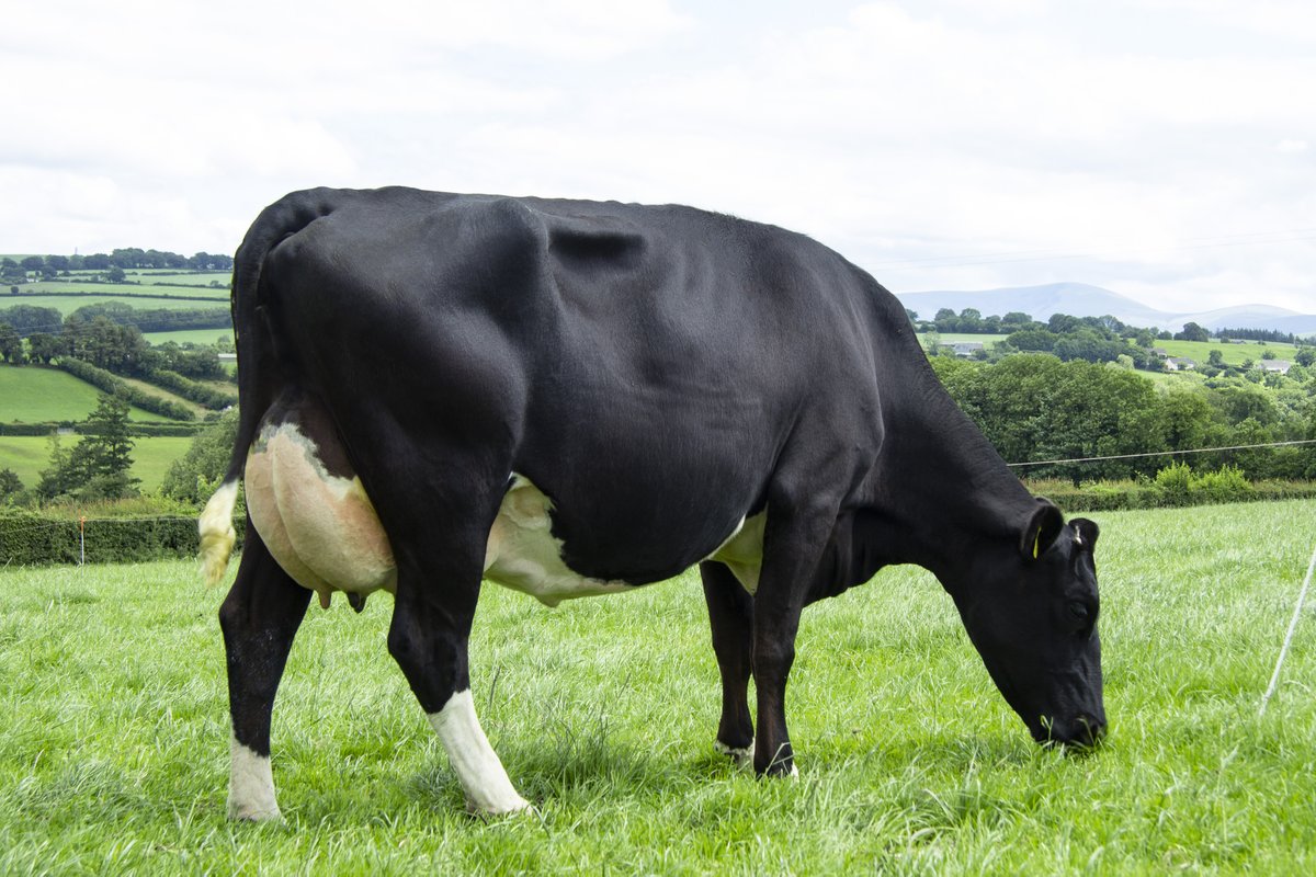 AgriNetFarm's tweet photo. Agrinet has been the leading farm software provider in Ireland for over 25 years. HerdApp is a game-changing management tool. It puts all the animal data on the phone, syncs with ICBF and sorts Bord Bia compliance for drugs, feed and much more
#PartOfYourFarm #HerdAppHelps https://t.co/lXapUaHHpx