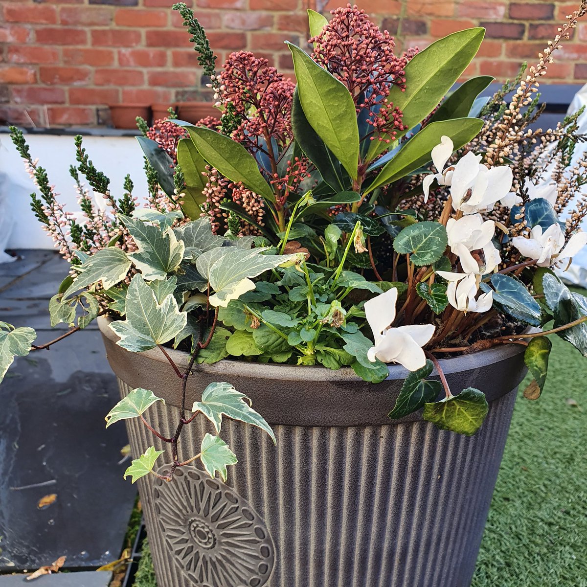 secretgardenweb's tweet photo. Another beautiful #christmasgift - this is really brightening up our patio, plus all the plants have been grown in Dorset!
#hedera #ivy #cyclamen #heather #skimmiarubella #skimmiajaponica #gardenjoy #christmasgarden #containergarden #containerflowers https://t.co/0LUjbFsua4