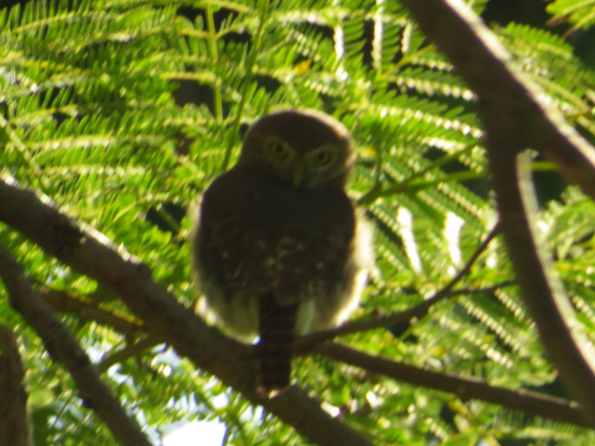 Ellen Zimmerli tweet media