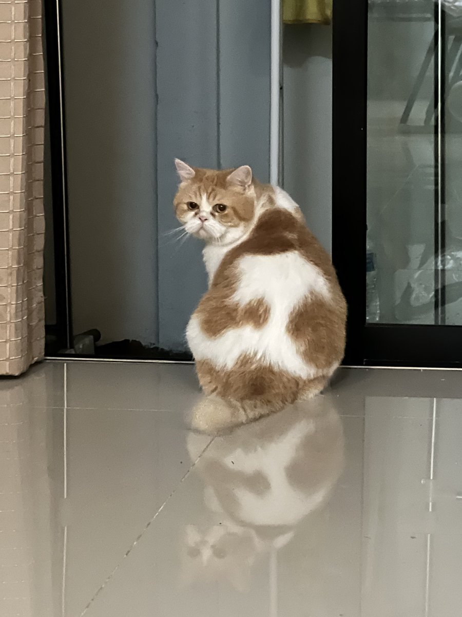 BrightMinho's tweet photo. ทำไมหนูอ้วนงี้ 🐱 https://t.co/eoQPiGvpvb