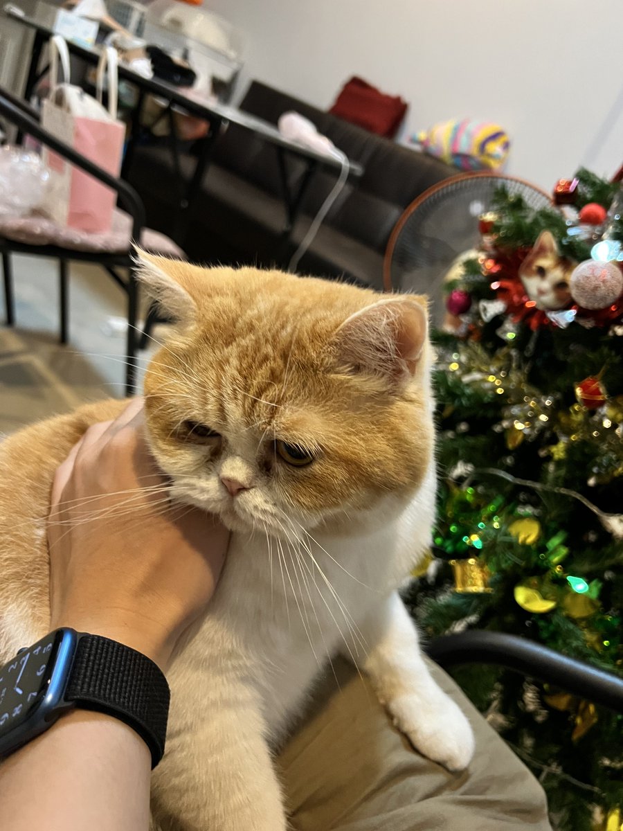 BrightMinho's tweet photo. ทำไมหนูอ้วนงี้ 🐱 https://t.co/eoQPiGvpvb