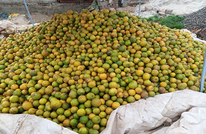 agridigitale1's tweet photo. Cotonou alimente Lomé par ses oranges

L’#orange est très prisée et consommée par les populations. Au #Togo, la production n’est pas assez dynamique et la plupart des oranges consommées localement proviennent du #Bénin voisin. @leFIDA @FAOauTogo @GouvTg

👉https://t.co/oc7Iyc21B4 https://t.co/A0fPVQFTJT