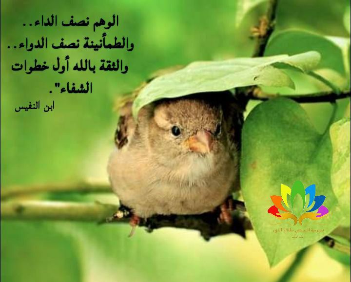 CanAcBio's tweet photo. #مدرسة_الريكي_طاقة_النور
#د_محمد_ياسر_حسكي https://t.co/YtnqU5h6u6