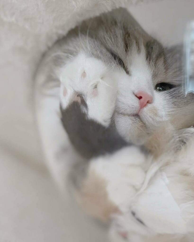 ねむろぐ🐈ねこがいる暮らし/スコティッシュフォールド tweet media