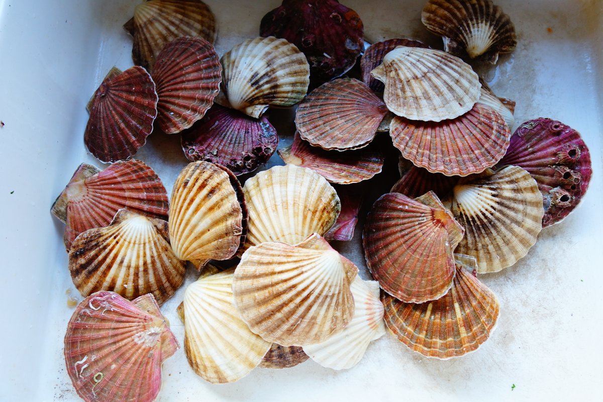 ourseas_scot's tweet photo. If you are going to eat #scallops or #prawns vote with your wallet and make sure they have been sustainably sourced by creeling or diving - not by trawling or dredging  which damages biodiversity and carbon sinks. Ask your fishmonger if you are not sure.
#InshoreLimit https://t.co/uKXgadJkSJ